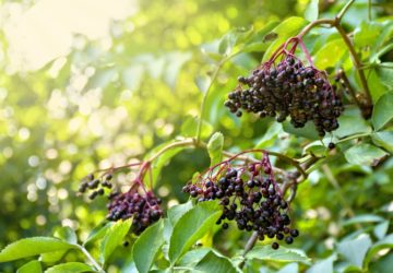 Sambucus Nigra