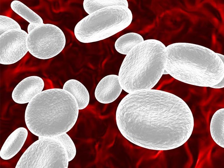 Linfociti Alti (Linfocitosi) possibili cause, sintomi e valori normali