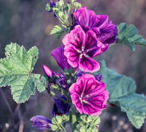 Malva
