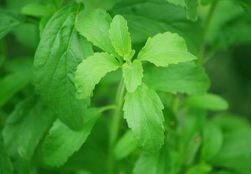 Stevia