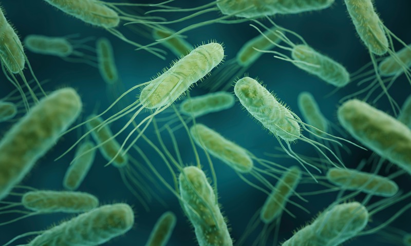 batteri di Salmonella