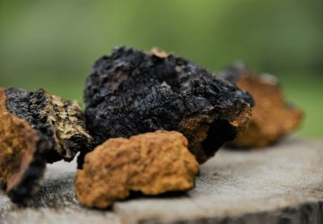 chaga