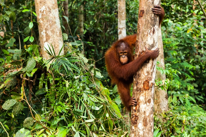 orango