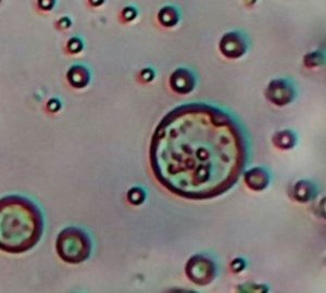 Principi attivi microbici