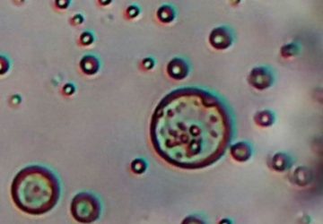 Principi attivi microbici